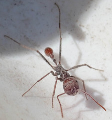 Ocymyrmex barbiger