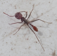 Ocymyrmex barbiger