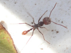 Ocymyrmex barbiger