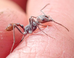 Ocymyrmex barbiger