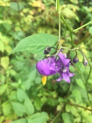 Solanum dulcamara