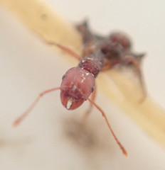 Tetramorium sericeiventre
