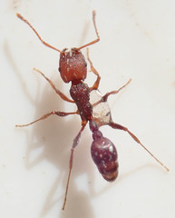 Tetramorium sericeiventre