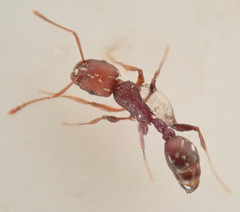 Tetramorium sericeiventre