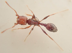 Tetramorium sericeiventre