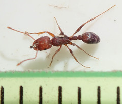 Tetramorium sericeiventre