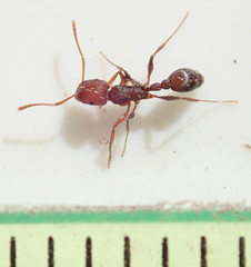 Tetramorium sericeiventre