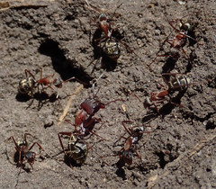 Camponotus vestitus