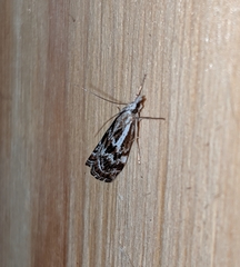 Catoptria oregonicus