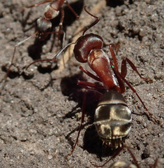 Camponotus vestitus