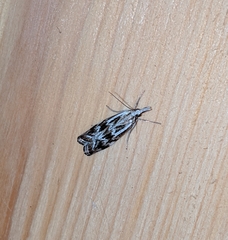 Catoptria oregonicus