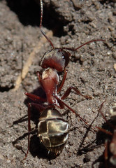 Camponotus vestitus