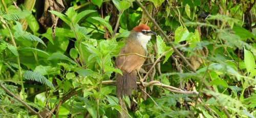 Chestnut-capped Babbler (Timalia pileata), photo 6