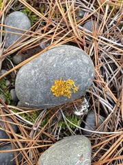 Teloschistes velifer