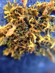 Teloschistes velifer