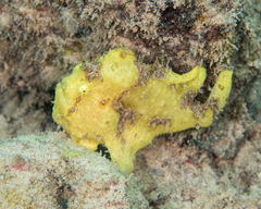 Antennarius commerson