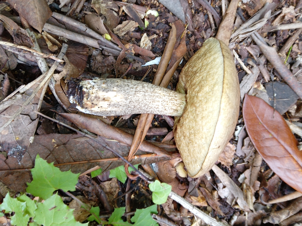 Leccinum scabrum · March 2025 · photo: © katiew (iNaturalist, cc-by)
