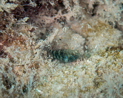 Asterropteryx semipunctata