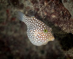 Hawaiian Whitespotted Toby photo 5