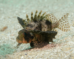 Dendrochirus barberi