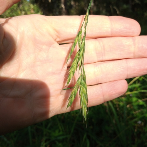 roadside brome (Bromus stamineus)