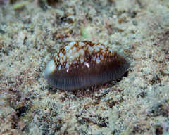 Monetaria caputophidii