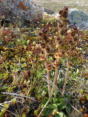 Micranthes hieraciifolia