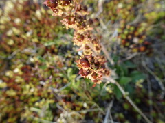 Micranthes hieraciifolia