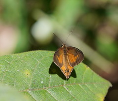 Hypocysta irius