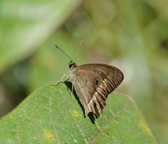 Hypocysta irius