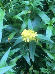 Lysimachia vulgaris