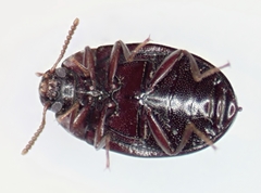 Platydema oregonensis