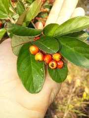 Cotoneaster glaucophyllus