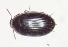 Platydema oregonensis