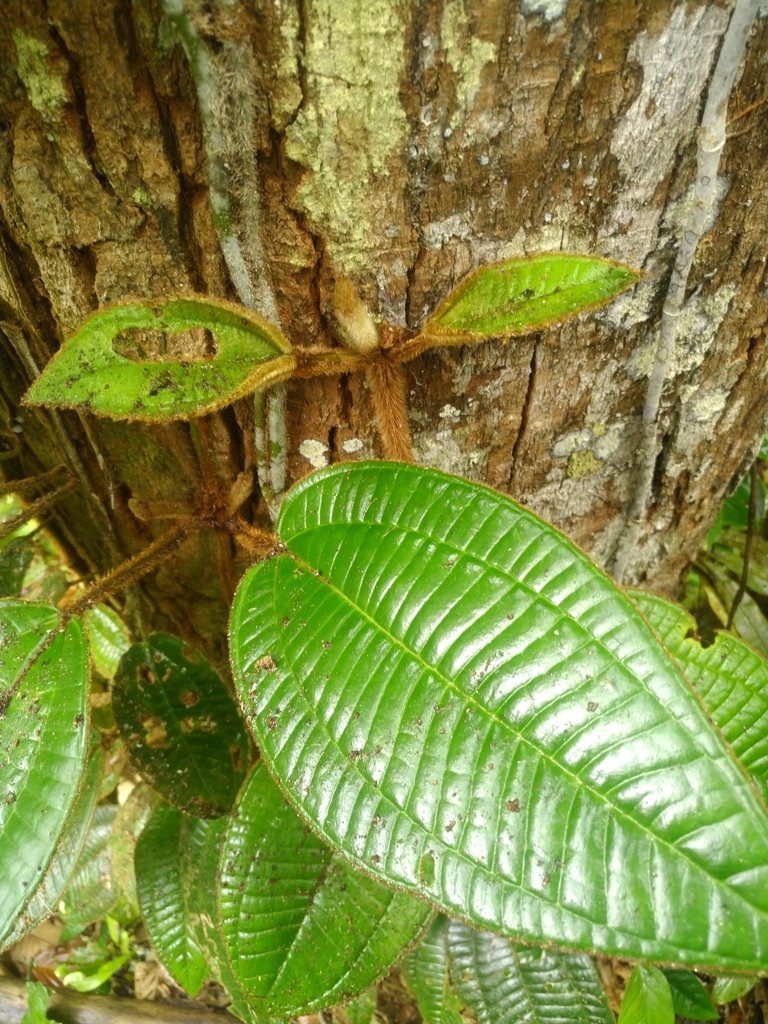 Adelobotrys boissierianus