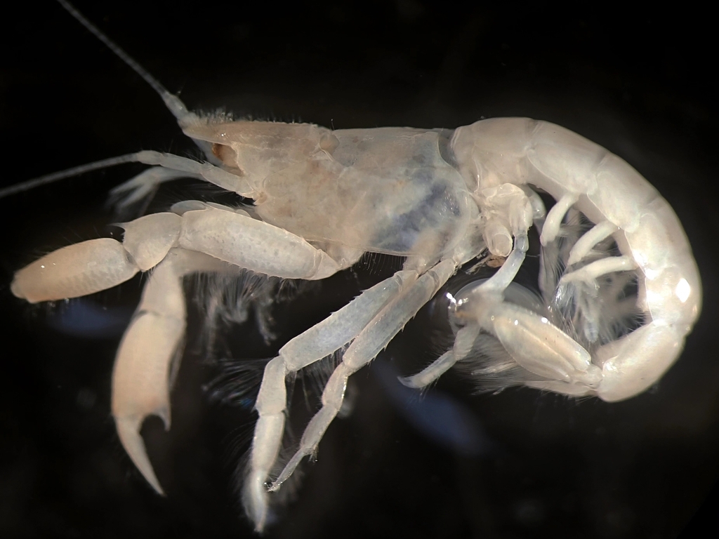 Neogebicula