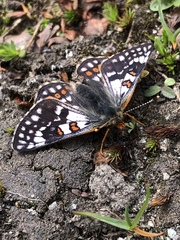 Euphydryas cynthia