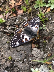 Euphydryas cynthia