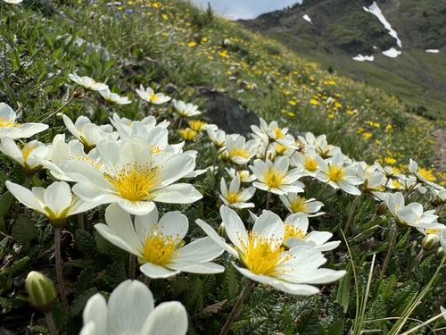 Hooker's eight-petal mountain-avens (Dryas hookeriana)