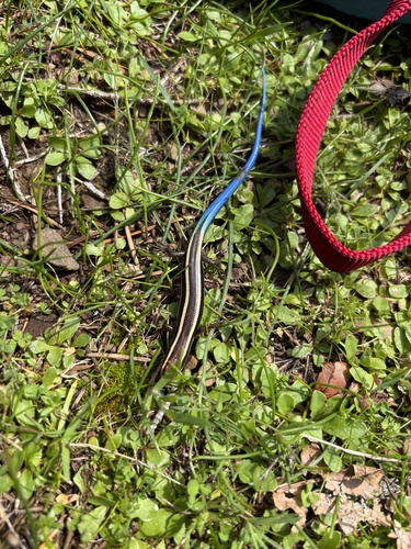 iNaturalist observation photo of Western Skink