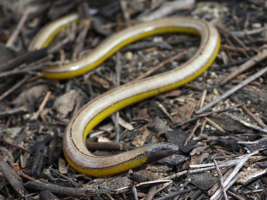 Bakersfield Legless Lizard