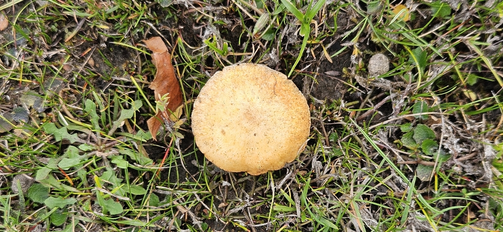 Agrocybe pediades · March 2025 · photo: © shane212 (iNaturalist, cc0)