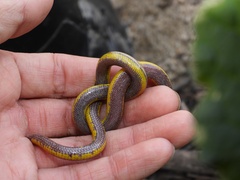Bakersfield Legless Lizard photo 2