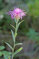 Centaurea