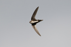 White-Throated Swift photo 3