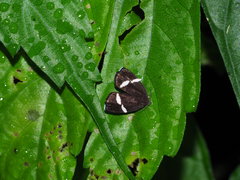 Alampla arcifraga