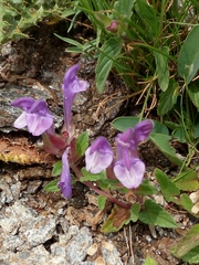 Scutellaria alpina