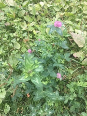 Trifolium pratense