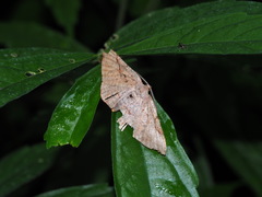 Hypochrosis baenzigeri