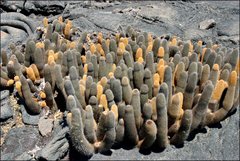 Brachycereus nesioticus